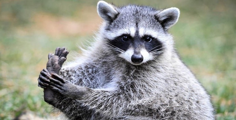 100 of the most cool pictures of raccoons of all times and peoples 100 of the most cool pictures of raccoons of all times and peoples
