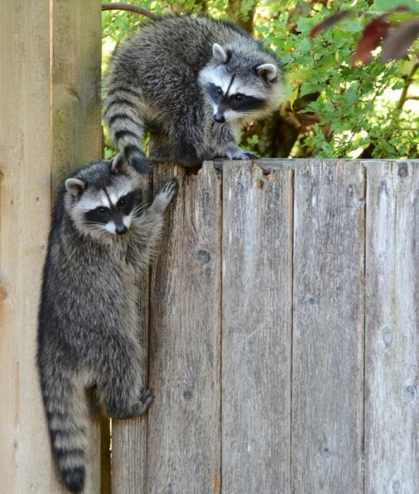 100 of the most cool pictures of raccoons of all times and peoples 100 of the most cool pictures of raccoons of all times and peoples