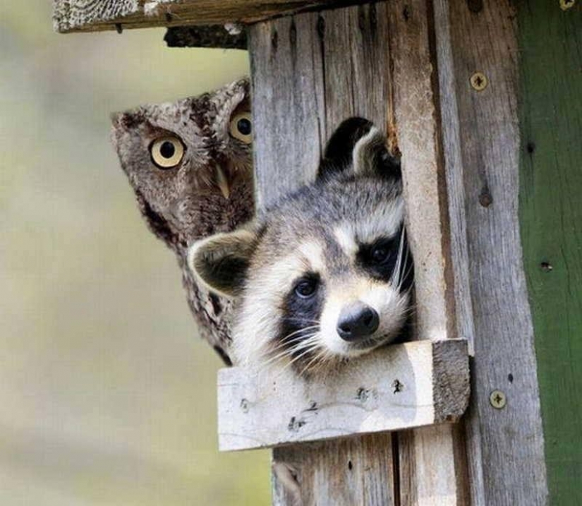 100 of the most cool pictures of raccoons of all times and peoples 100 of the most cool pictures of raccoons of all times and peoples