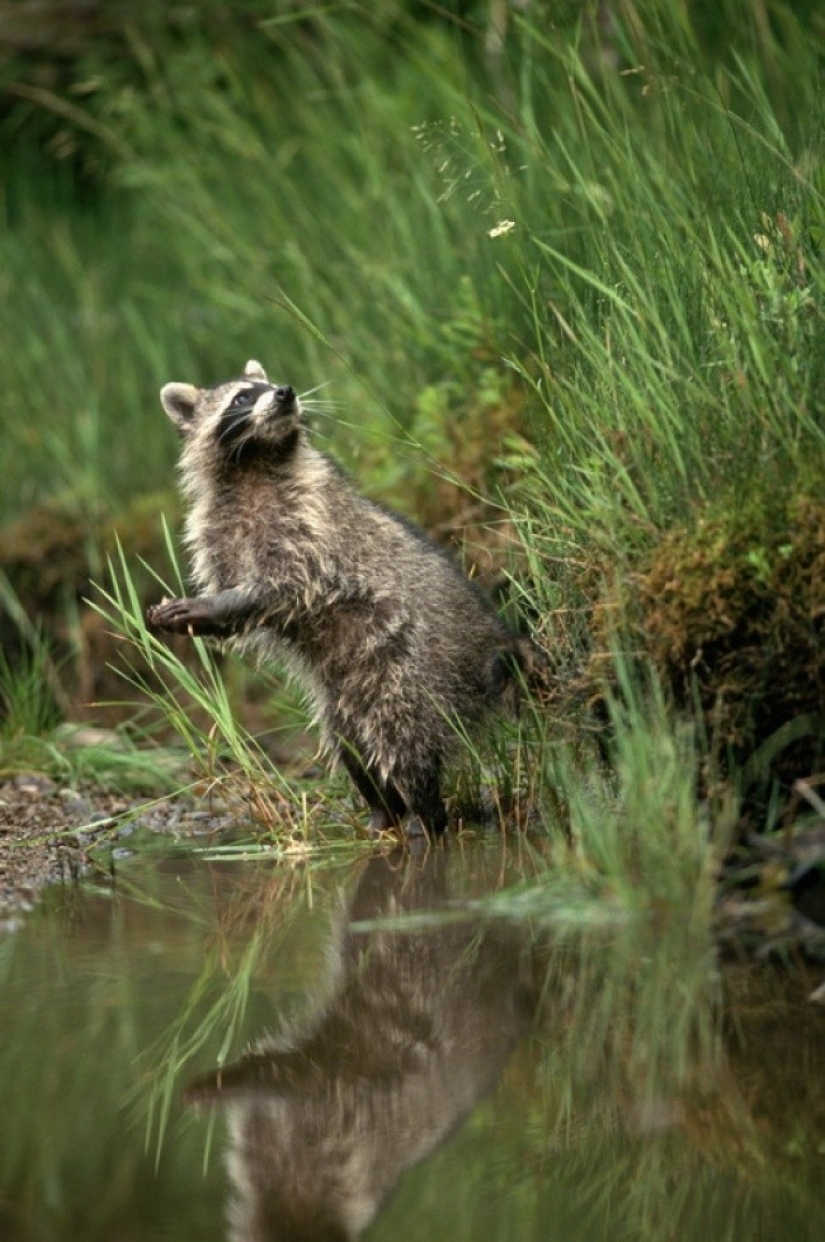 100 of the most cool pictures of raccoons of all times and peoples 100 of the most cool pictures of raccoons of all times and peoples