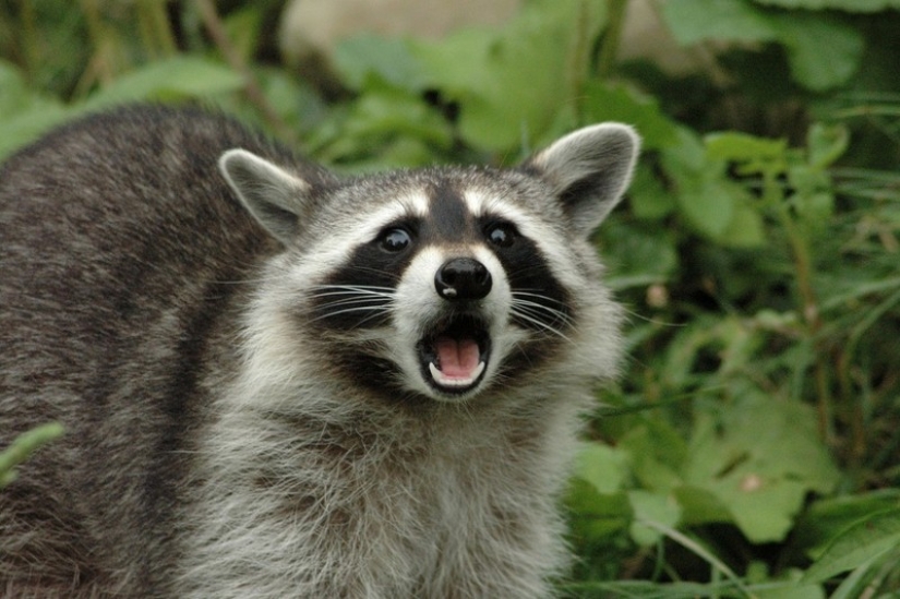100 of the most cool pictures of raccoons of all times and peoples 100 of the most cool pictures of raccoons of all times and peoples