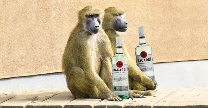 11 international brands, which has paid off with a title