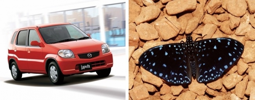 11 international brands, which has paid off with a title