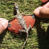 12 animales que parecen sacados directamente de una película de ciencia ficción