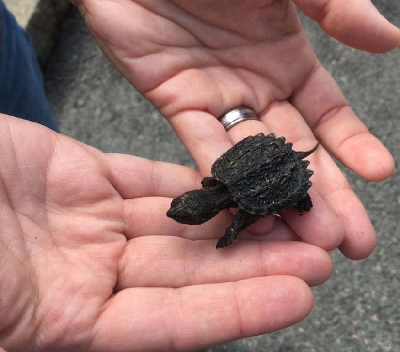 12 animales que parecen sacados directamente de una película de ciencia ficción