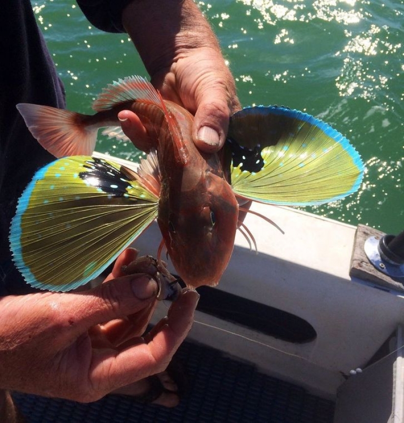 12 animales que parecen sacados directamente de una película de ciencia ficción