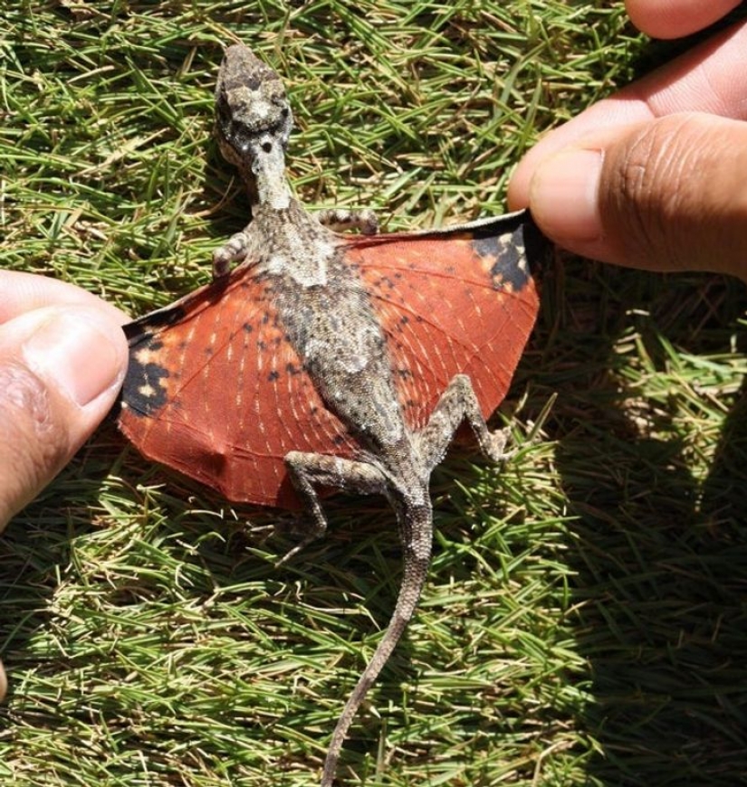 12 animals that look like they came straight from a sci-fi movie 12 animals that look like they came straight from a sci-fi movie