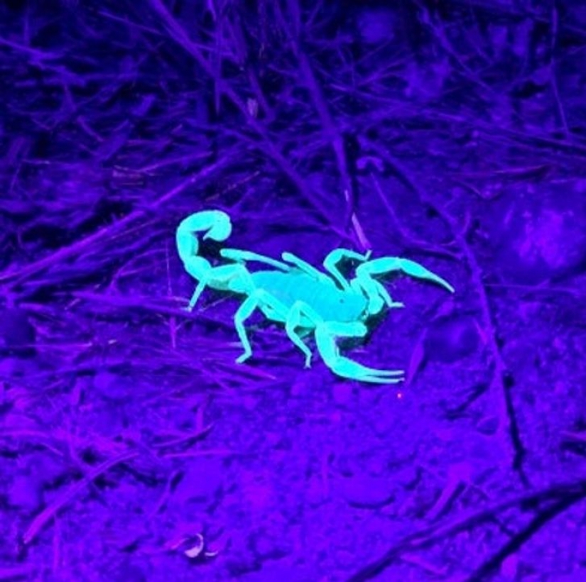 12 animals that look like they came straight from a sci-fi movie 12 animals that look like they came straight from a sci-fi movie