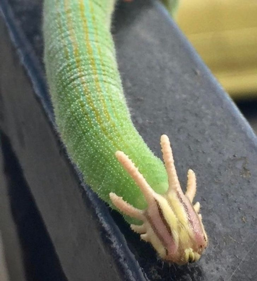 12 animals that look like they came straight from a sci-fi movie 12 animals that look like they came straight from a sci-fi movie