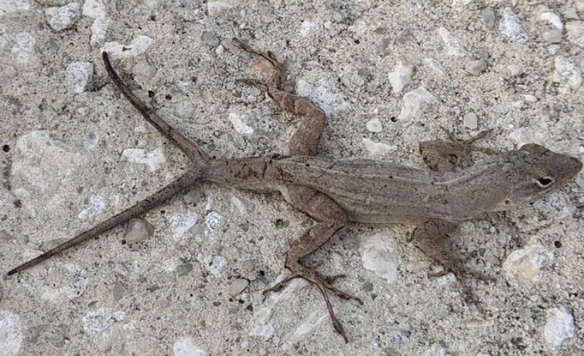 12 animals that look like they came straight from a sci-fi movie 12 animals that look like they came straight from a sci-fi movie