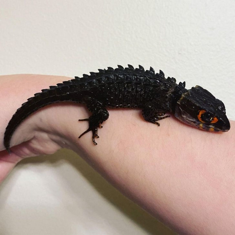 12 animals that look like they came straight from a sci-fi movie 12 animals that look like they came straight from a sci-fi movie