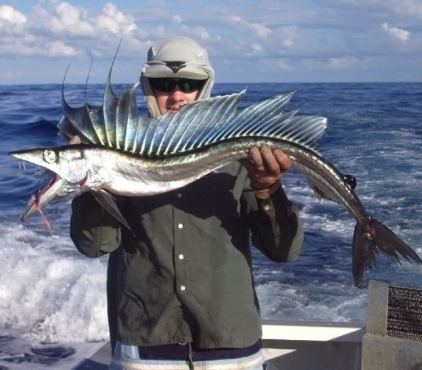 12 animals that look like they came straight from a sci-fi movie 12 animals that look like they came straight from a sci-fi movie