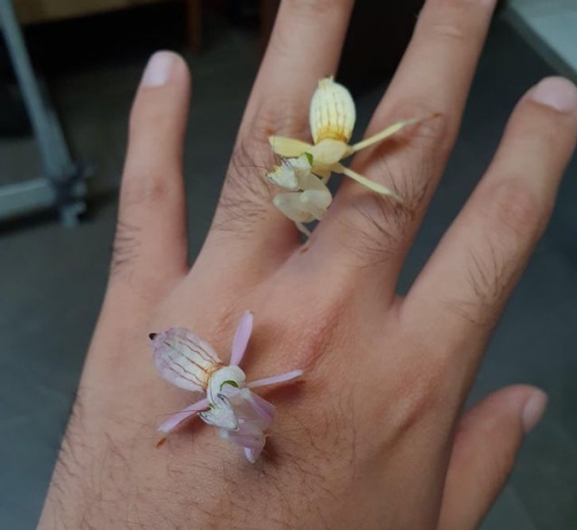 12 animals that look like they came straight from a sci-fi movie 12 animals that look like they came straight from a sci-fi movie