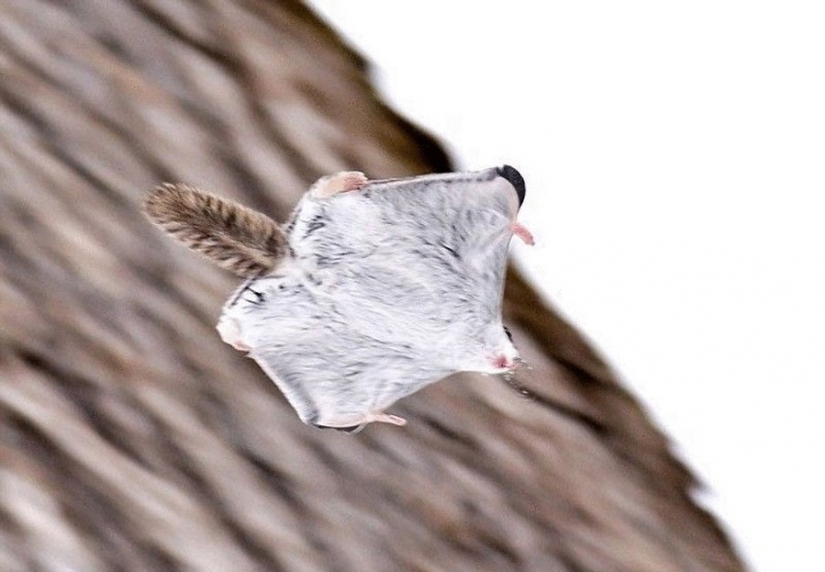 12 evidence that the flying squirrel is the cutest animal in the world 12 evidence that the flying squirrel is the cutest animal in the world
