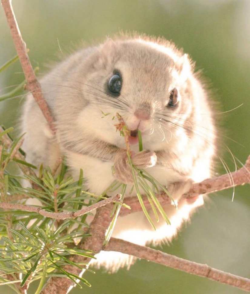 12 evidence that the flying squirrel is the cutest animal in the world 12 evidence that the flying squirrel is the cutest animal in the world