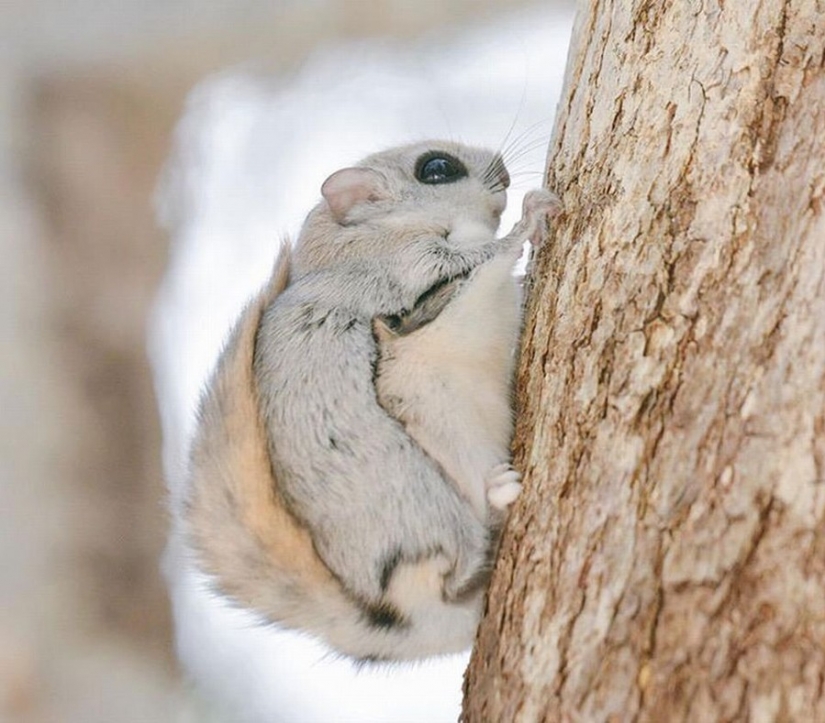 12 evidence that the flying squirrel is the cutest animal in the world 12 evidence that the flying squirrel is the cutest animal in the world