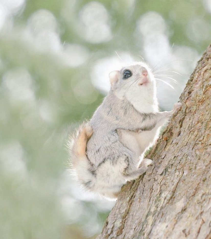 12 evidence that the flying squirrel is the cutest animal in the world 12 evidence that the flying squirrel is the cutest animal in the world