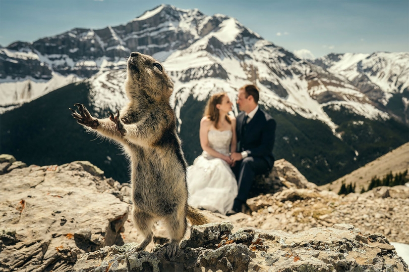 12 fotos de la boda que ha arruinado a algunos de los animales