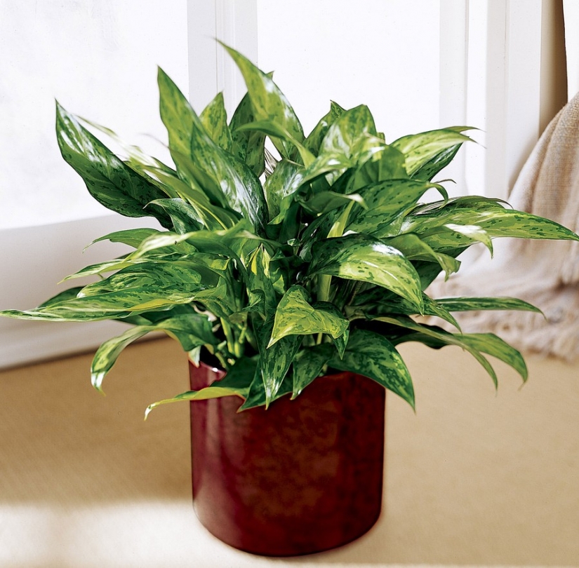 12 house plants that can survive even in the darkest corner 12 house plants that can survive even in the darkest corner