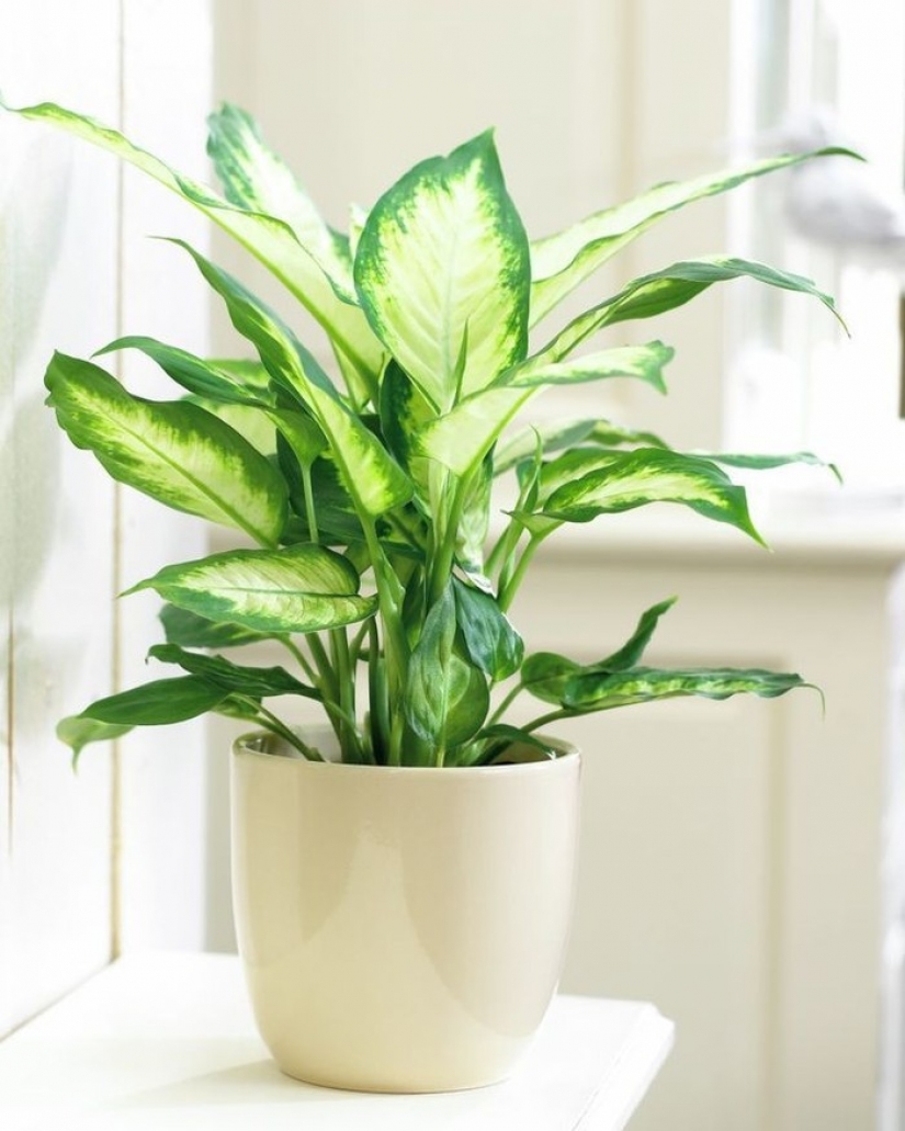 12 house plants that can survive even in the darkest corner 12 house plants that can survive even in the darkest corner