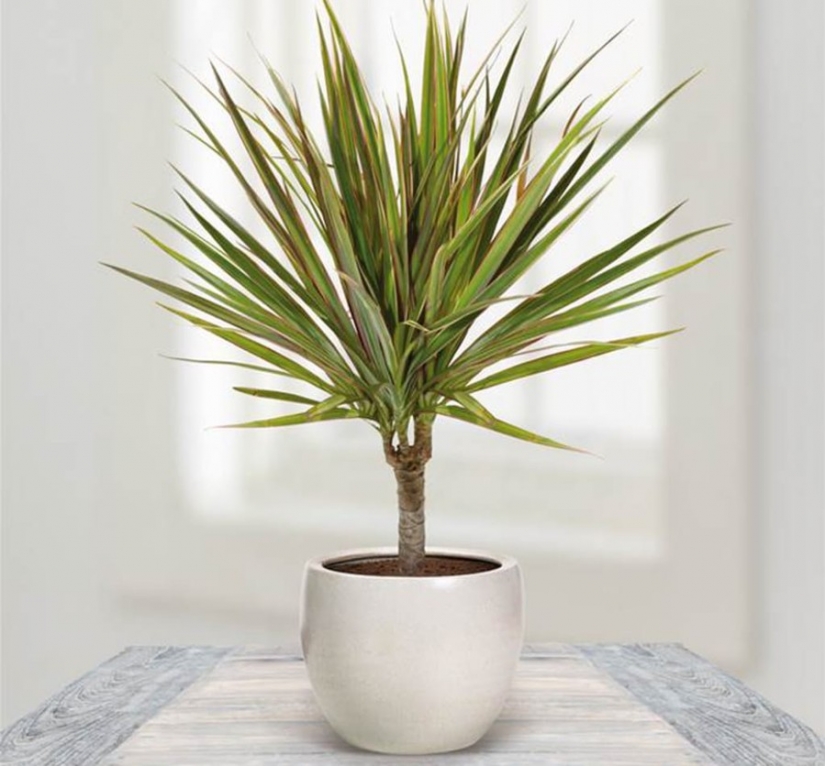 12 house plants that can survive even in the darkest corner 12 house plants that can survive even in the darkest corner