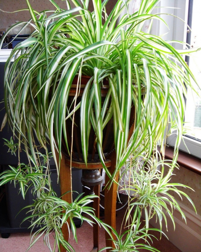12 house plants that can survive even in the darkest corner 12 house plants that can survive even in the darkest corner