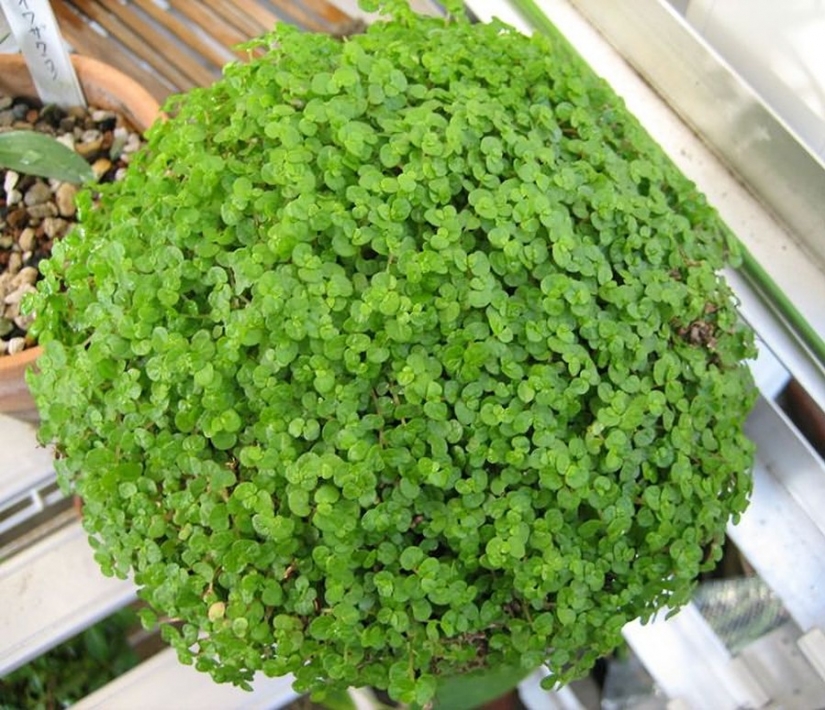 12 house plants that can survive even in the darkest corner 12 house plants that can survive even in the darkest corner