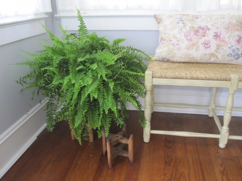 12 house plants that can survive even in the darkest corner 12 house plants that can survive even in the darkest corner