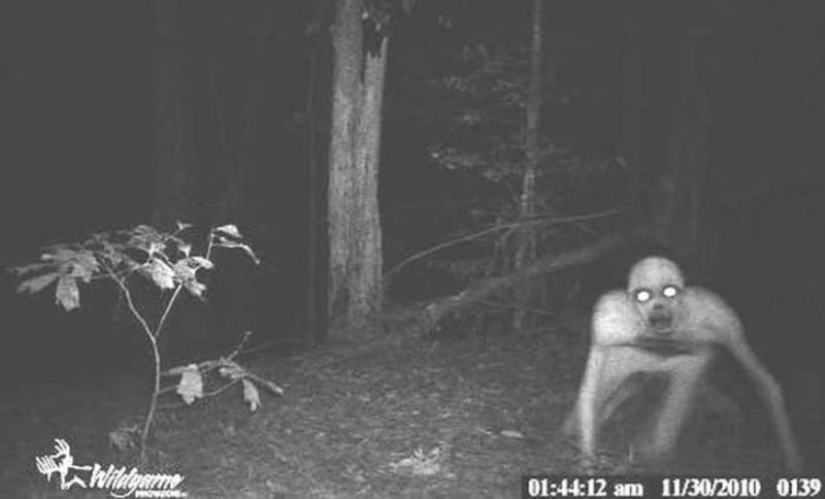 14 of the most terrible shots with a hunting night vision cameras