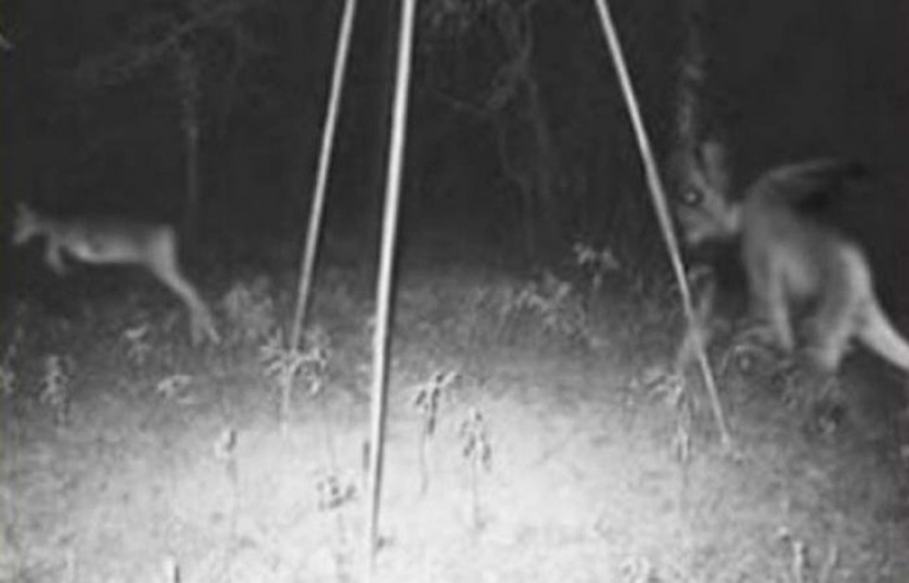 14 of the most terrible shots with a hunting night vision cameras