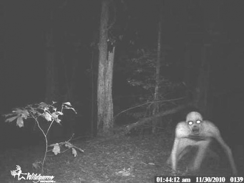14 of the most terrible shots with a hunting night vision cameras