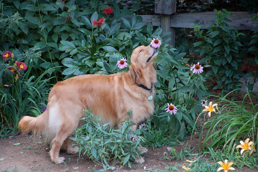 15 adorable animals enjoying the fragrance of flowers 15 adorable animals enjoying the fragrance of flowers