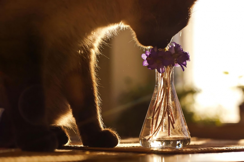 15 adorable animals enjoying the fragrance of flowers 15 adorable animals enjoying the fragrance of flowers