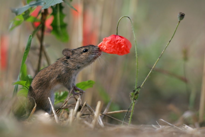 15 adorable animals enjoying the fragrance of flowers 15 adorable animals enjoying the fragrance of flowers
