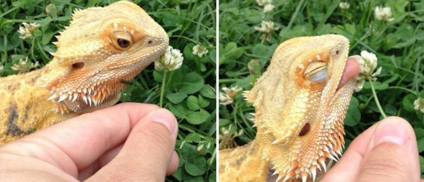 15 adorable animals enjoying the fragrance of flowers 15 adorable animals enjoying the fragrance of flowers