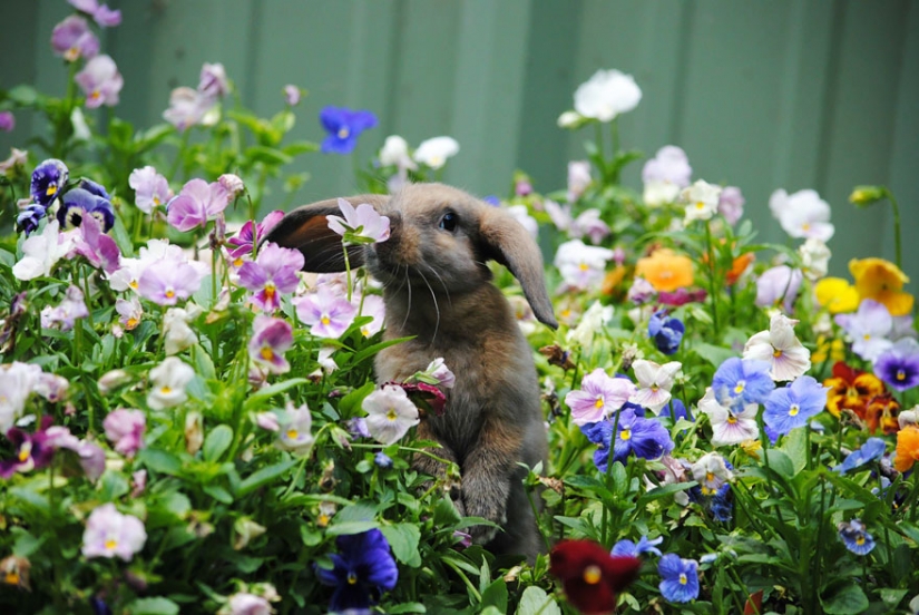 15 adorable animals enjoying the fragrance of flowers 15 adorable animals enjoying the fragrance of flowers
