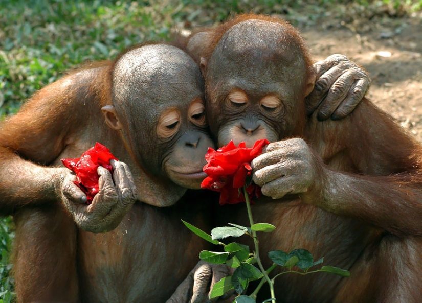 15 adorable animals enjoying the fragrance of flowers 15 adorable animals enjoying the fragrance of flowers