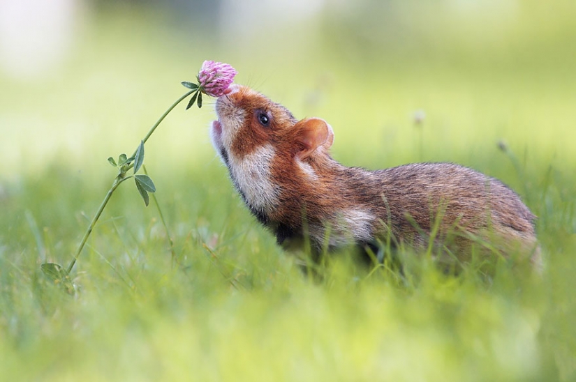 15 adorable animals enjoying the fragrance of flowers 15 adorable animals enjoying the fragrance of flowers