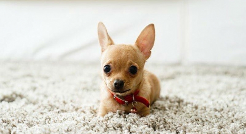 15 amazing stories about animal heroes that saved people from death 15 amazing stories about animal heroes that saved people from death