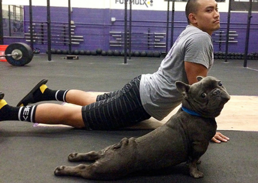 15 animales que hacen yoga mejor que tú 15 animales que hacen yoga mejor que tú