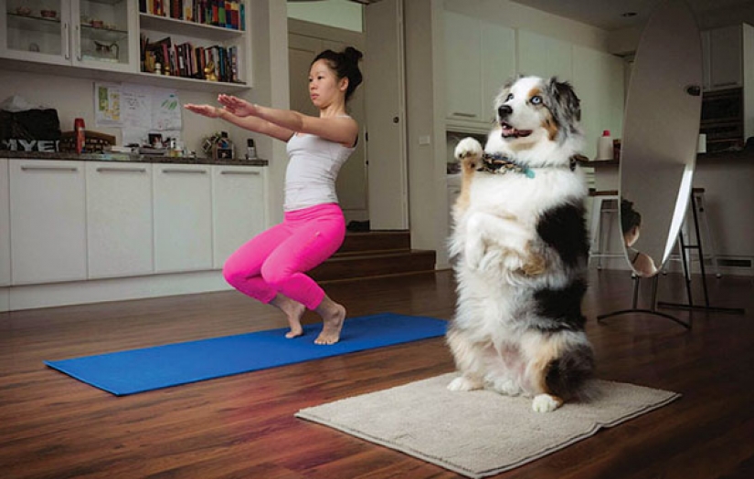 15 animales que hacen yoga mejor que tú 15 animales que hacen yoga mejor que tú
