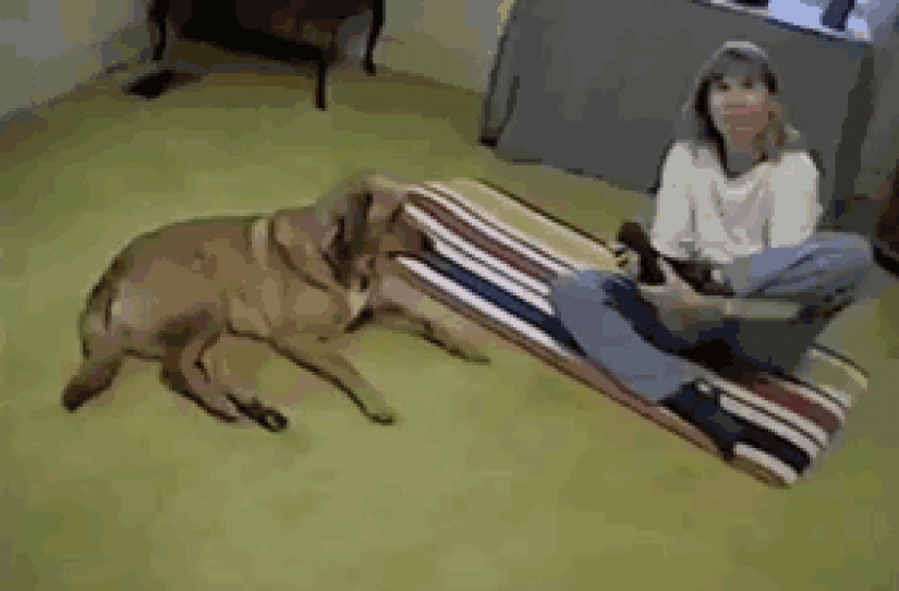 15 animals who do yoga better than you