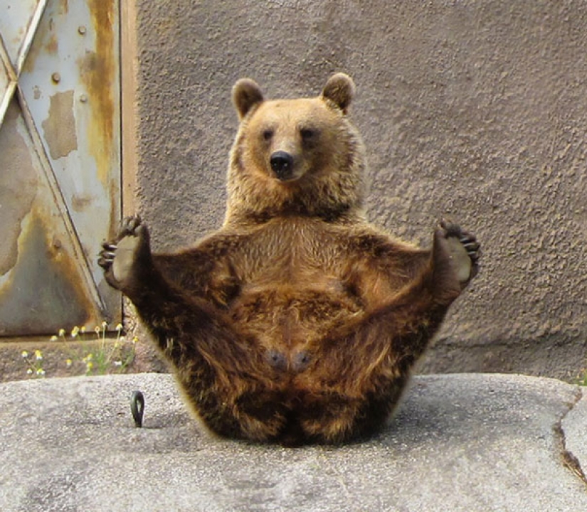 15 animals who do yoga better than you