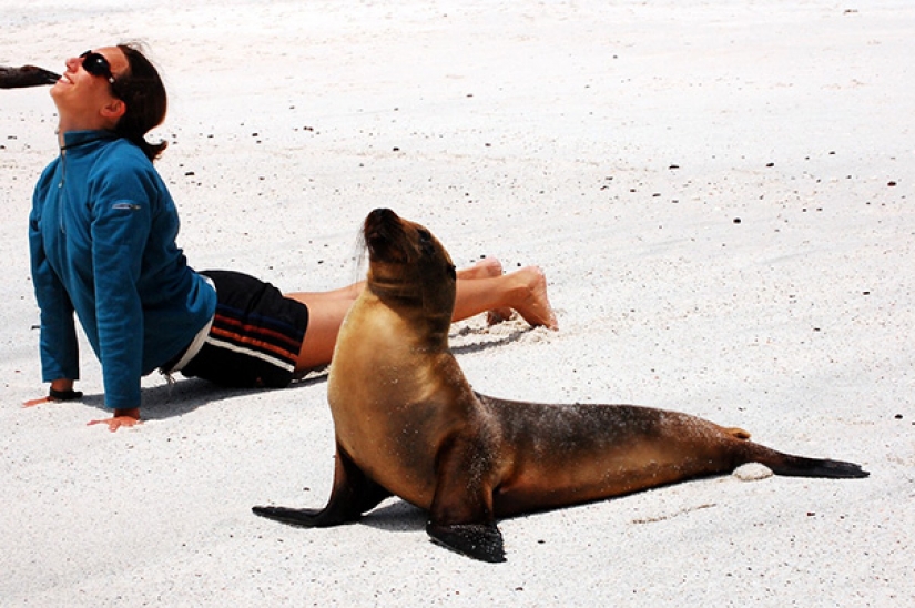 15 animals who do yoga better than you