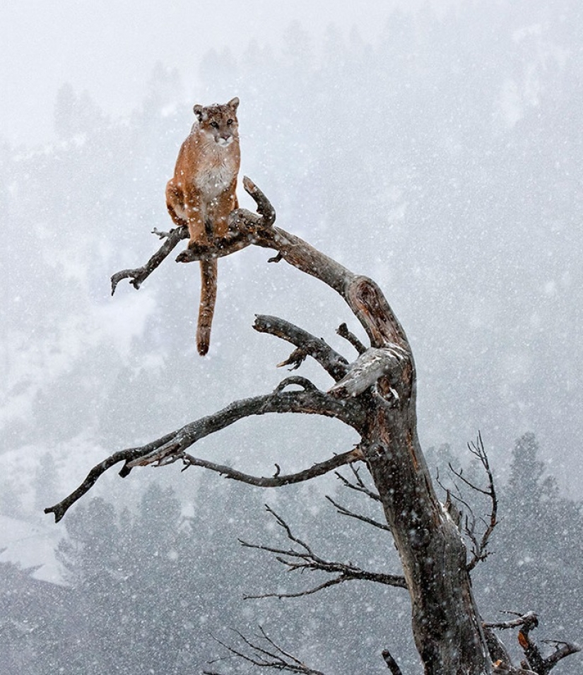 15 astonishing facts about beasts that ignore scientists