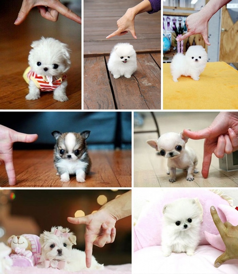 15 astonishing facts about beasts that ignore scientists