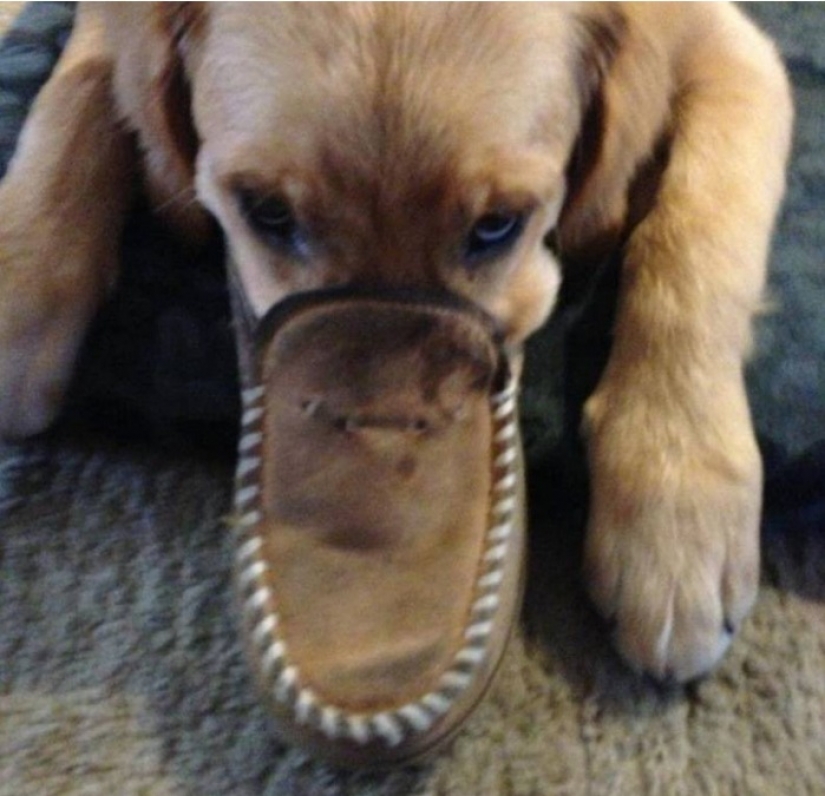 15 astonishing facts about beasts that ignore scientists