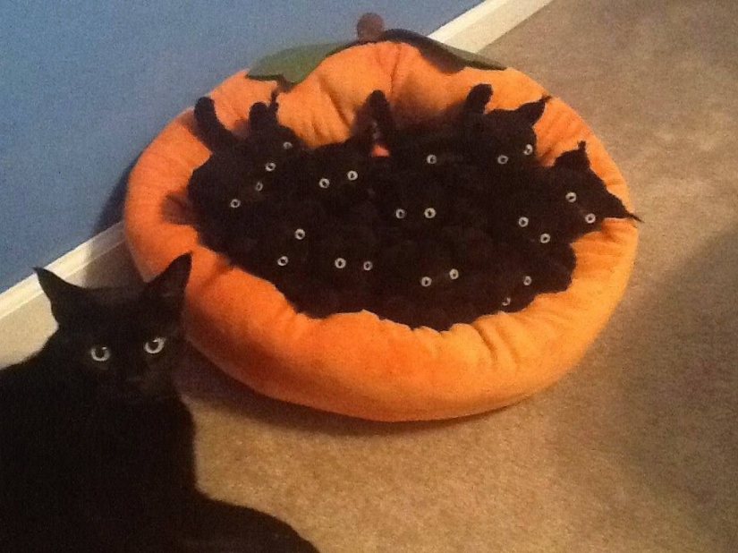 15 cats who don't care about your logic