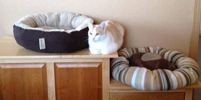 15 cats who don't care about your logic
