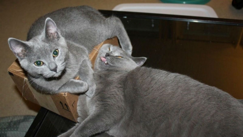 15 de las reglas de la vida del gato 15 de las reglas de la vida del gato